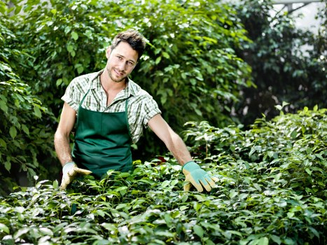 Investigator inspecting garden beds and hedges